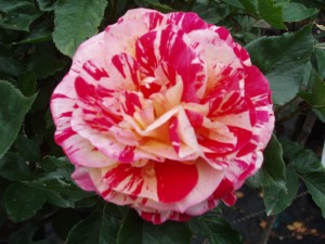 BRUSH STROKES (floribunda)